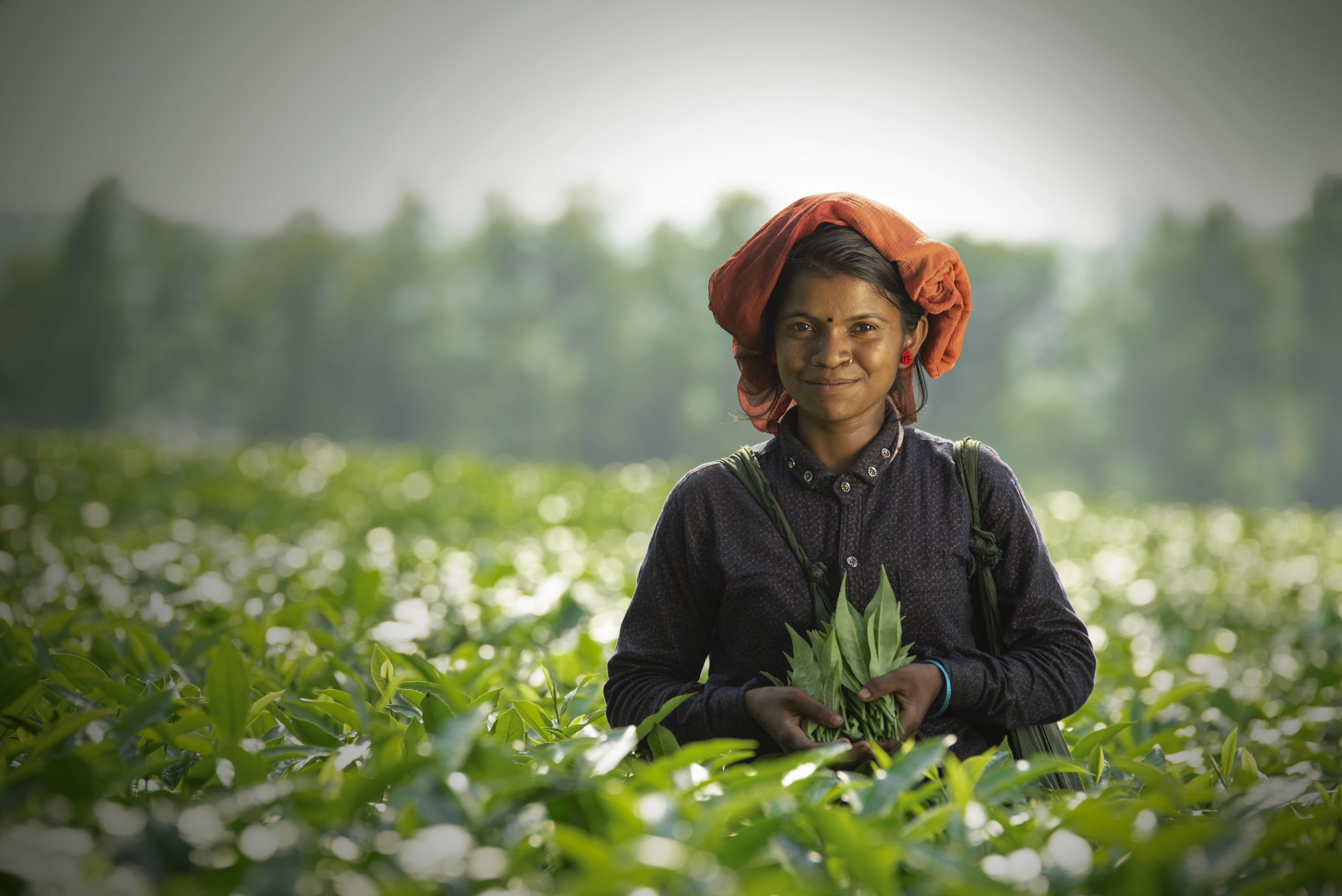 Halda valley is a special tea exporter in bangladesh